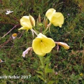 large-flowered evening primrose (Oenothera glazioviana) Kennth Noble